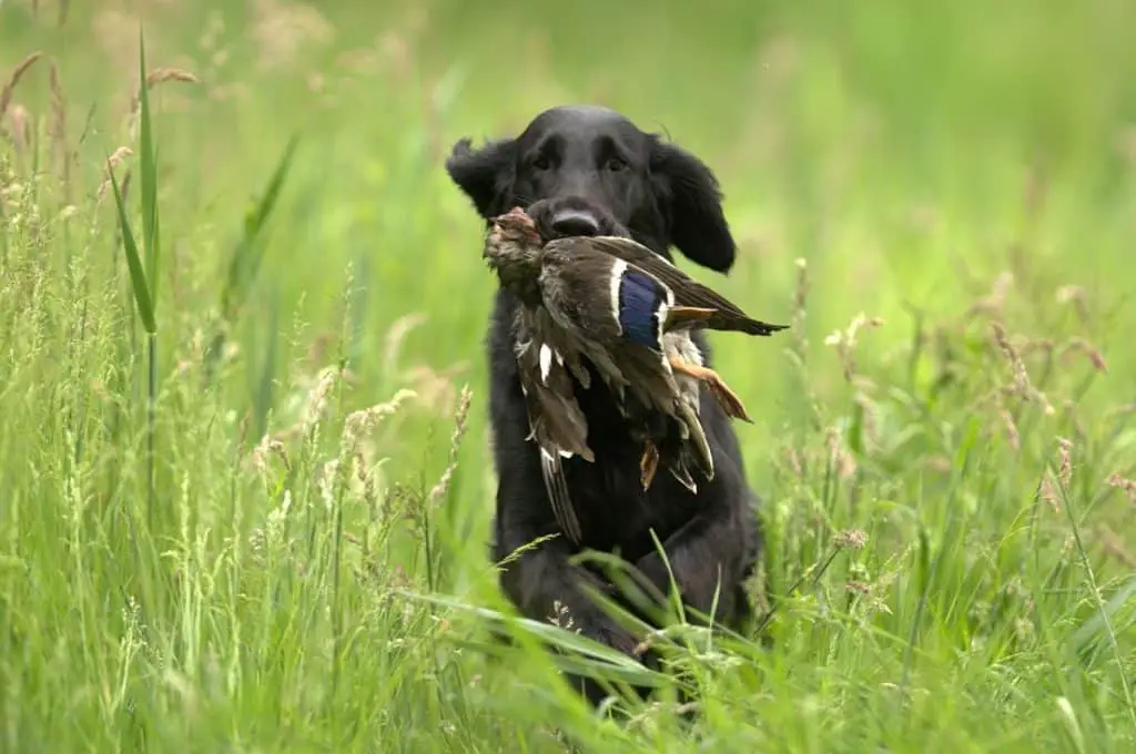black lab hunting dog retrieving duck
