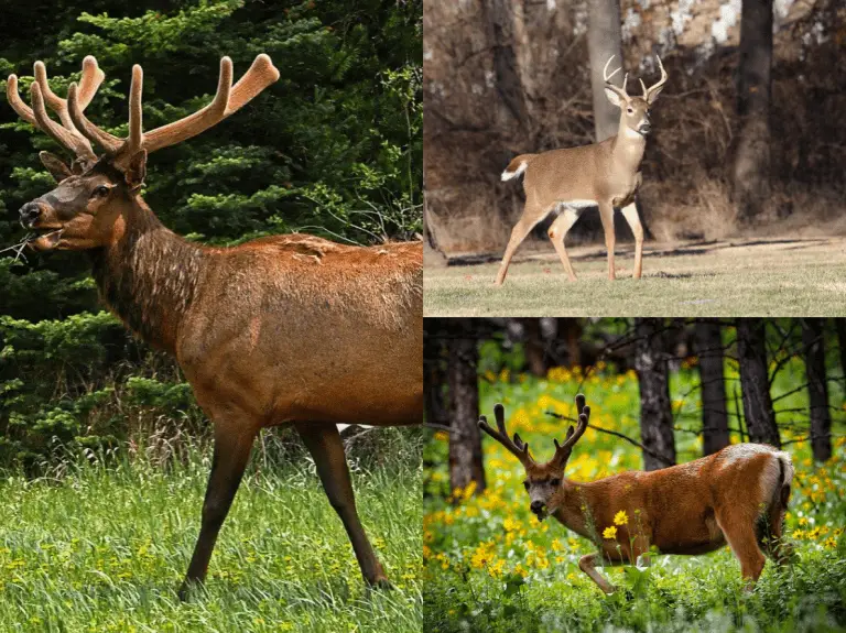 elk vs deer antlers